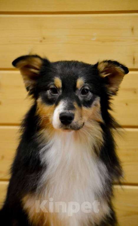 Собаки в Москве: Австралийская овчарка щенок  Девочка, 25 000 руб. - фото 4