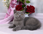 Кошки в Мурином: Британский котик голубого окраса Мальчик, 20 000 руб. - фото 2