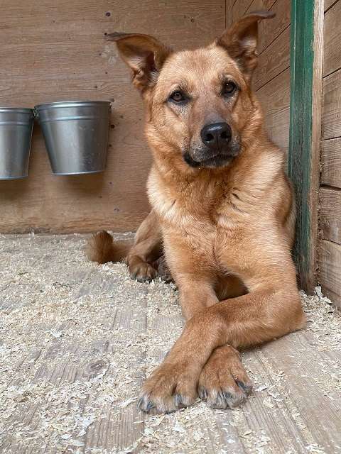 Собаки в Москве: Киоки Мальчик, Бесплатно - фото 9