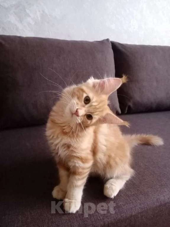 Кошки в Москве: Котята мейн-кун Девочка, 15 000 руб. - фото 3