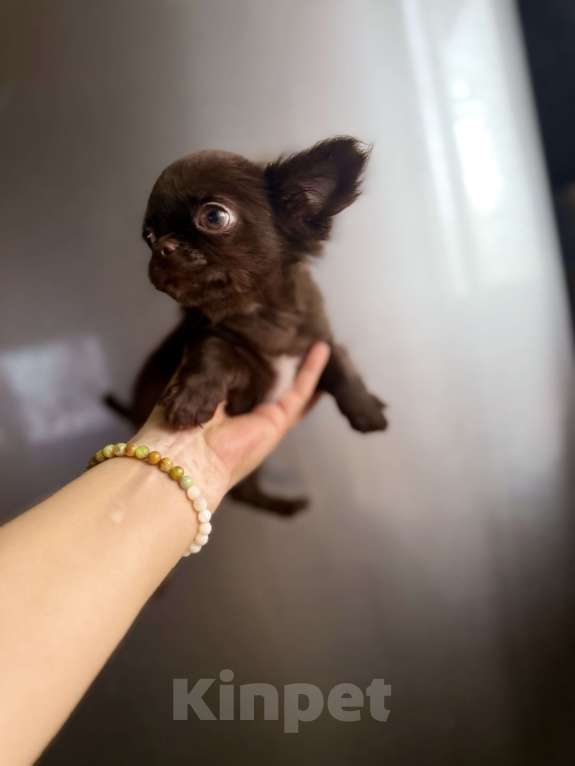 Собаки в Ростове-на-Дону: Чихуахуа мальчик Мальчик, 35 000 руб. - фото 5