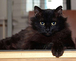Кошки в Калуге: Роскошная Роксана. Пушистая кошка в добрые руки. Девочка, Бесплатно - фото 8