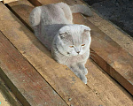 Кошки в Абакане: вязка, 1 000 руб. - фото 1