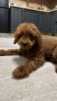 Продам мальтипу мальчик 