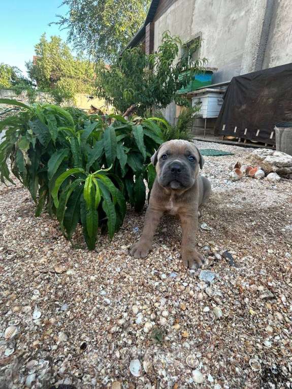 Собаки в других городах Крыма: Девочка форментино Девочка, Бесплатно - фото 2