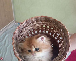 Кошки в Краснодаре: Котята Золотой шиншиллы Мальчик, Бесплатно - фото 8
