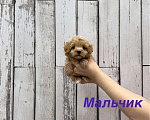 Собаки в Москве: Мальтипу F1 мини мальчик Мальчик, 60 000 руб. - фото 1