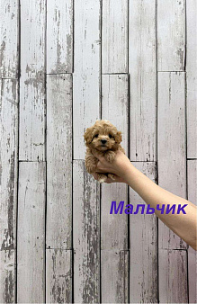 Мальтипу F1 мини мальчик