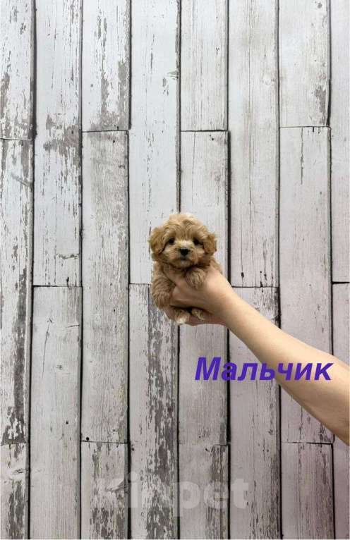 Собаки в Москве: Мальтипу F1 мини мальчик Мальчик, 60 000 руб. - фото 1