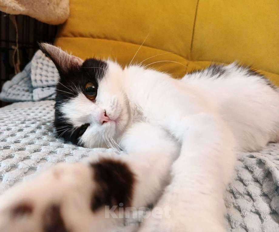 Кошки в Москве: Ласковая красоточка Луна в поисках своей семьи  Девочка, Бесплатно - фото 4