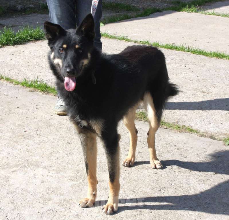 Собаки в Москве: Дружелюбный красавчик Лимончик ищет дом и любимую семью  Мальчик, Бесплатно - фото 5