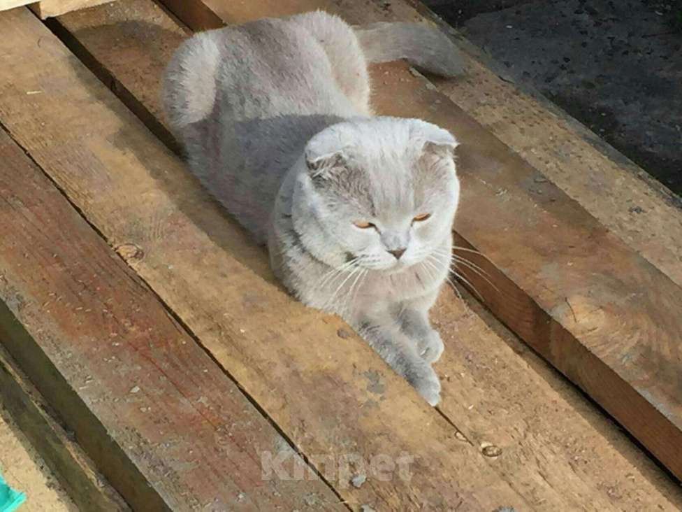 Кошки в Абакане: вязка, 1 000 руб. - фото 1