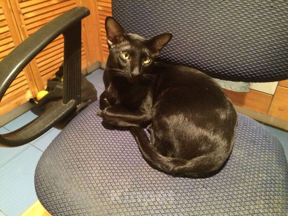 Кошки в Москве: Ориентальный 7-летний кот(тип классика - не экстремал) ищет невесту Мальчик, Бесплатно - фото 3