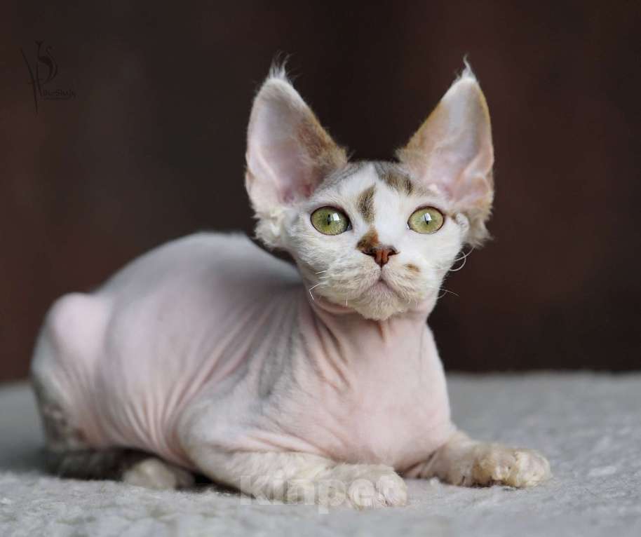 Кошки в Москве: Девон-рекс мальчик арлекин Мальчик, Бесплатно - фото 3