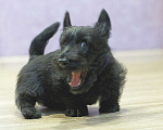 Собаки в Челябинске: скотч терьер щенки Мальчик, 60 000 руб. - фото 9