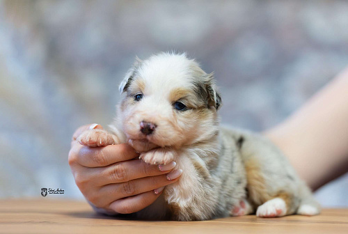 Австралийская овчарка, щенок аусси