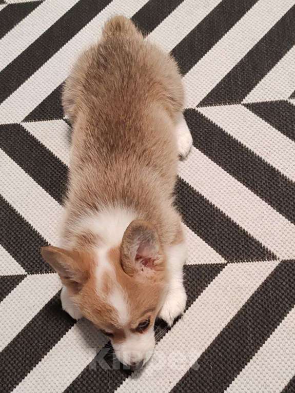 Собаки в Москве: Вельш Корги Пемброк, щенок Девочка, 35 000 руб. - фото 3