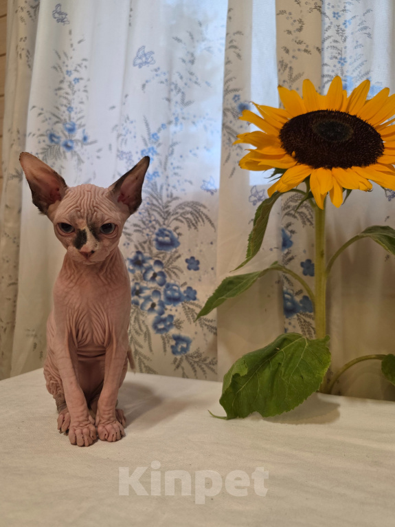 Кошки в других городах Московской области: Котенок канадский сфинкс Девочка, 80 000 руб. - фото 3