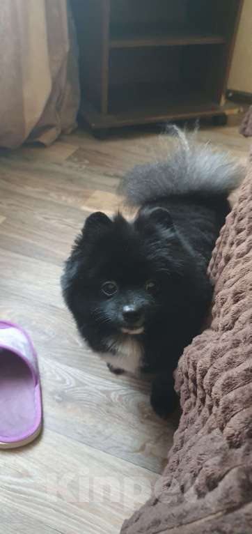 Собаки в Москве: Шпиц для вязки Мальчик, 1 руб. - фото 2