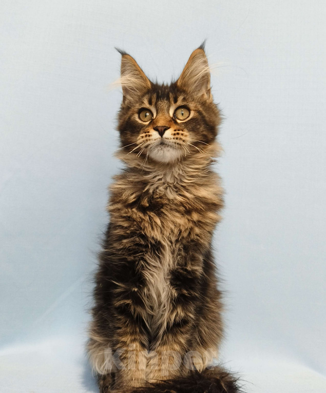 Кошки в Москве: Котёнок Мейн-Кун Мальчик Мальчик, 50 000 руб. - фото 6