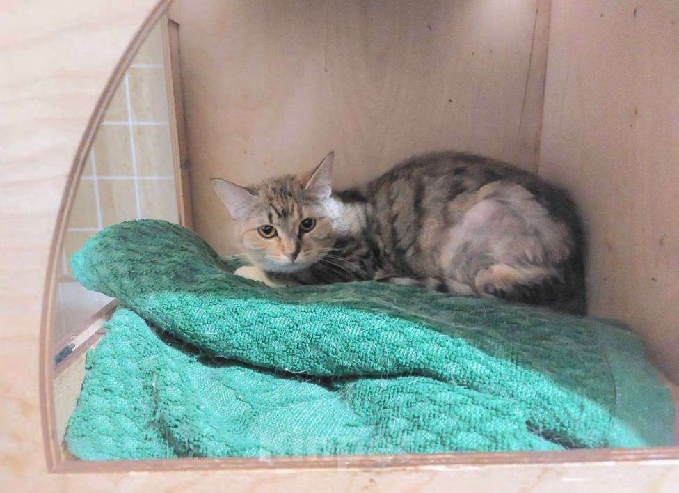 Кошки в Москве: Котенок-подросток девочка Диди ищет дом! Девочка, Бесплатно - фото 2