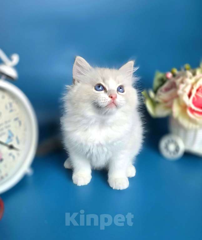 Кошки в других городах Тульской области: IRBIS Casteldolls  Мальчик, Бесплатно - фото 8