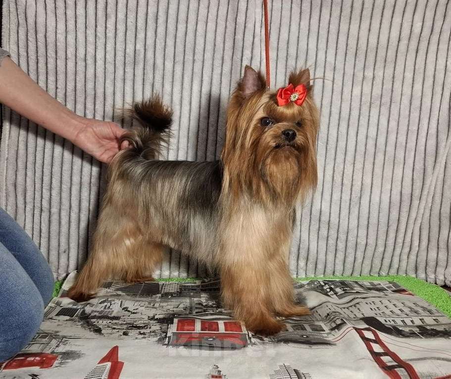 Собаки в Москве: Йорк мальчик, взрослый. Мальчик, Бесплатно - фото 5