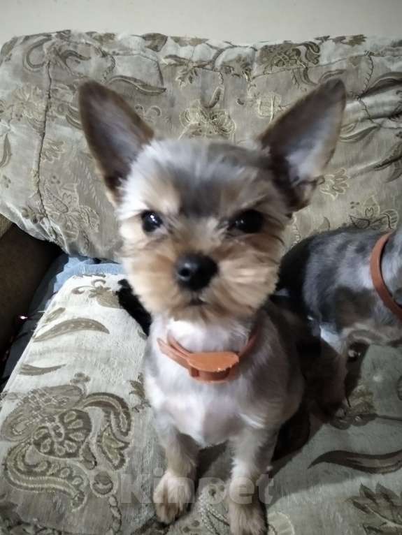 Собаки в других городах Тульской области: Йоркширский терьер Мальчик, 15 000 руб. - фото 3