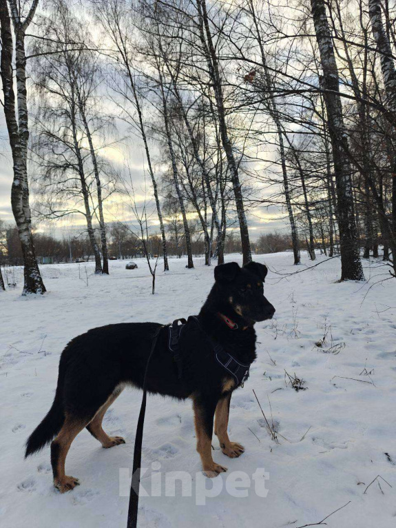 Собаки в Москве: Крупный щенок Девочка, Бесплатно - фото 6