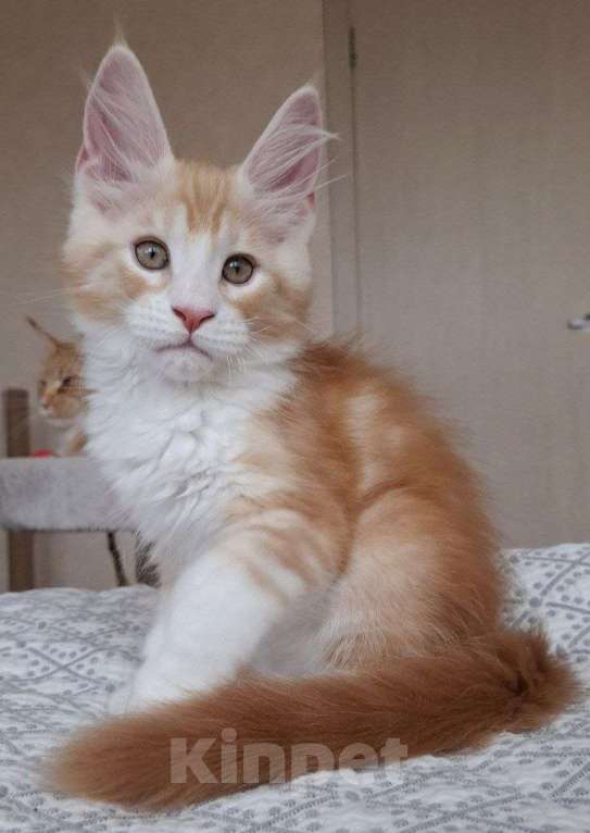 Кошки в Геленджике: Продаётся котёнок мейн-кун, мальчик, яркий рыжий окрас d 03 22, из питомника EdenLight (Геленджик) Мальчик, 50 000 руб. - фото 5