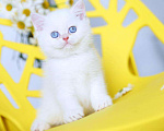 Кошки в Новосибирске: Британский котенок Мальчик, Бесплатно - фото 3
