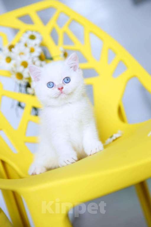 Кошки в Новосибирске: Британский котенок Мальчик, Бесплатно - фото 3