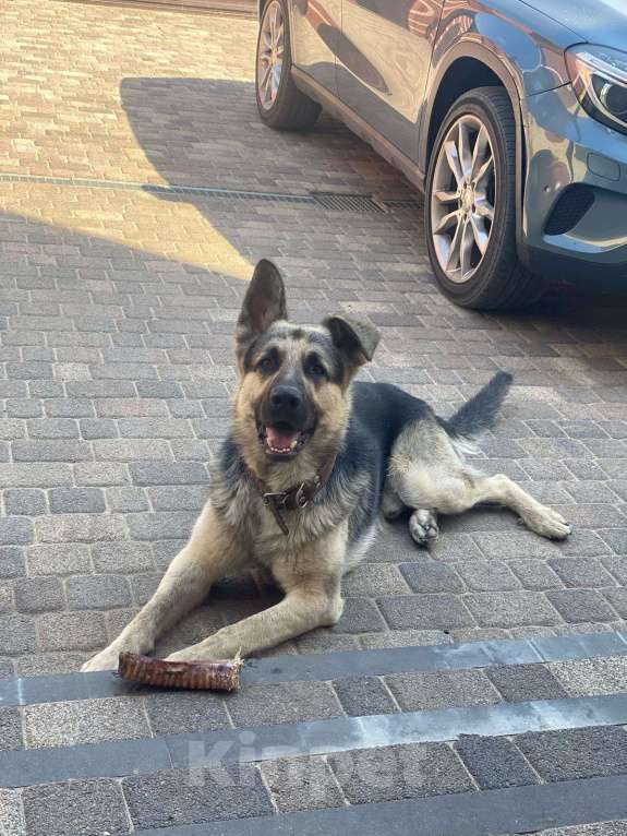 Собаки в других городах Краснодарского края: Продажа щенков ВЕО Мальчик, 20 000 руб. - фото 3