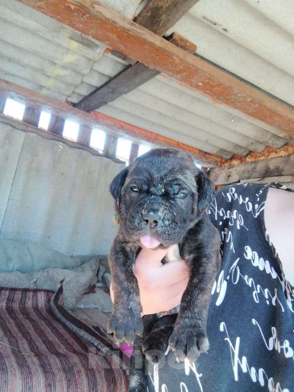 Собаки в Старом Осколе: Щенки Кане Корсо  Мальчик, Бесплатно - фото 2