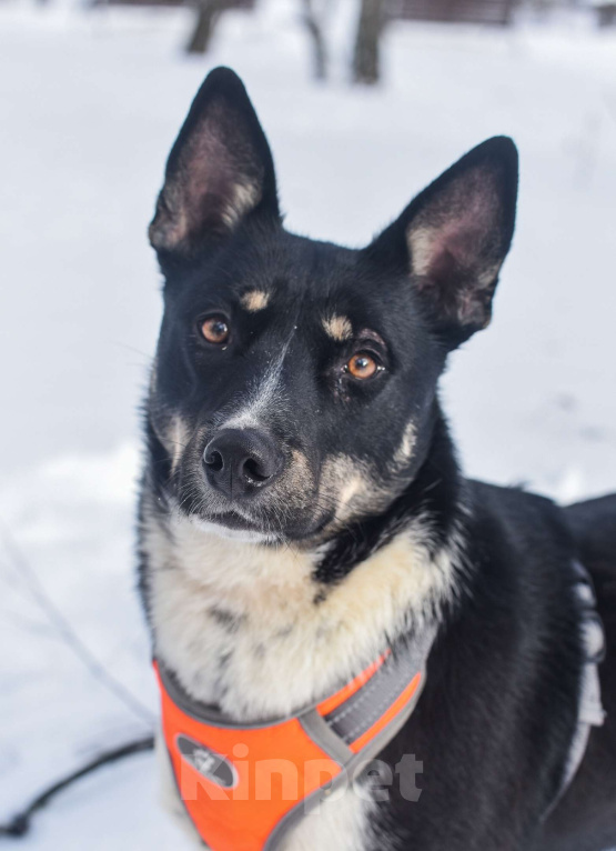 Собаки в Москве: Дина Девочка, Бесплатно - фото 2