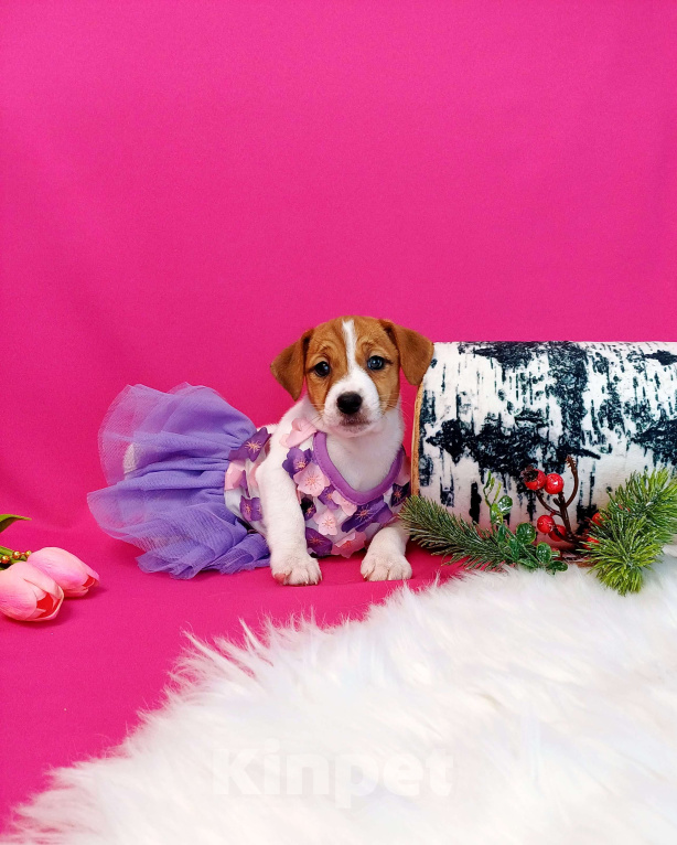 Собаки в Чите: Щенки Джек Рассел терьер мальчики и девочки  Девочка, 35 000 руб. - фото 1