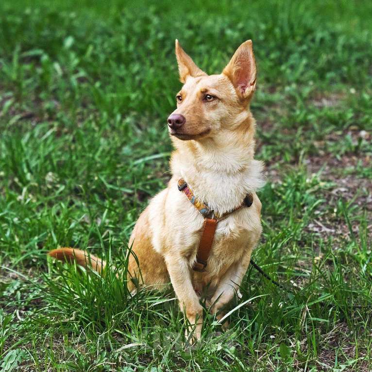 Собаки в других городах Московской области: Тата, 9 кг 4 года ищет семью Девочка, Бесплатно - фото 9