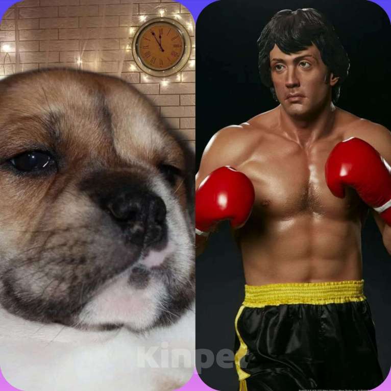 Собаки в Москве: Щенки Кадебо Мальчик, Бесплатно - фото 2