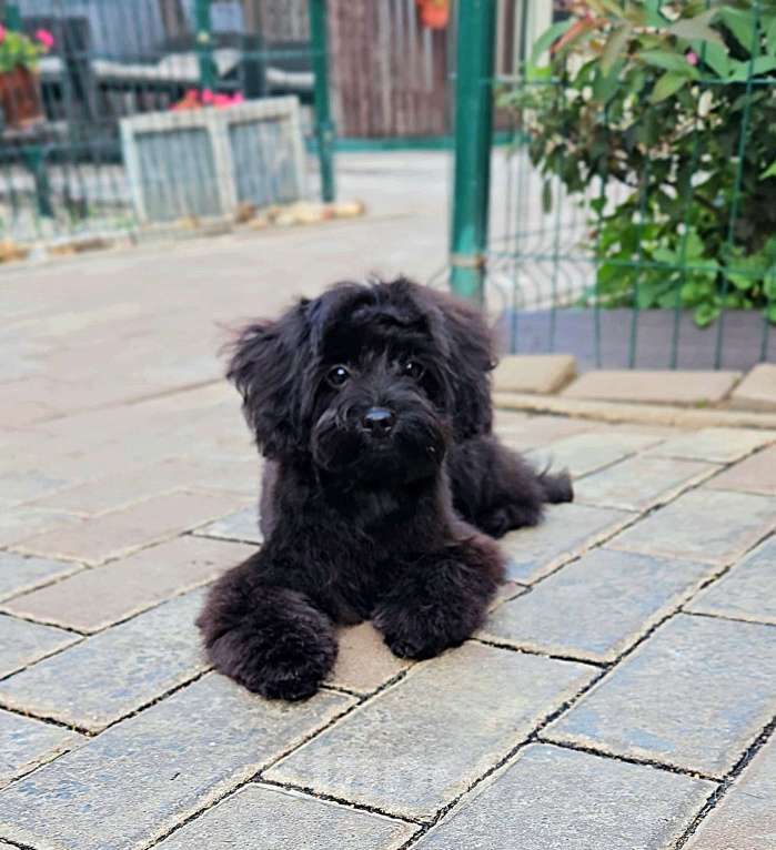 Собаки в Москве: Девочка Мальтипу Девочка, 70 000 руб. - фото 2