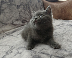 Кошки в Арзамасе: Продаю шотландского прямоухого котика Мальчик, 5 000 руб. - фото 7