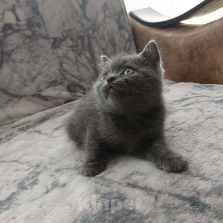 Кошки в Арзамасе: Продаю шотландского прямоухого котика Мальчик, 5 000 руб. - фото 7