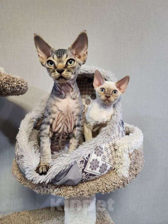 Кошки в Казани: Мальчик ,Арес Мальчик, 80 000 руб. - фото 5