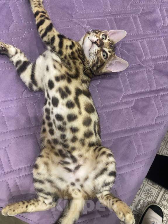 Кошки в Евпатории: Бенгальские котята ben 24 Мальчик, 25 000 руб. - фото 5