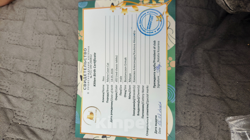 Кошки в Омске: Мейн-кун Мальчик, 35 000 руб. - фото 2