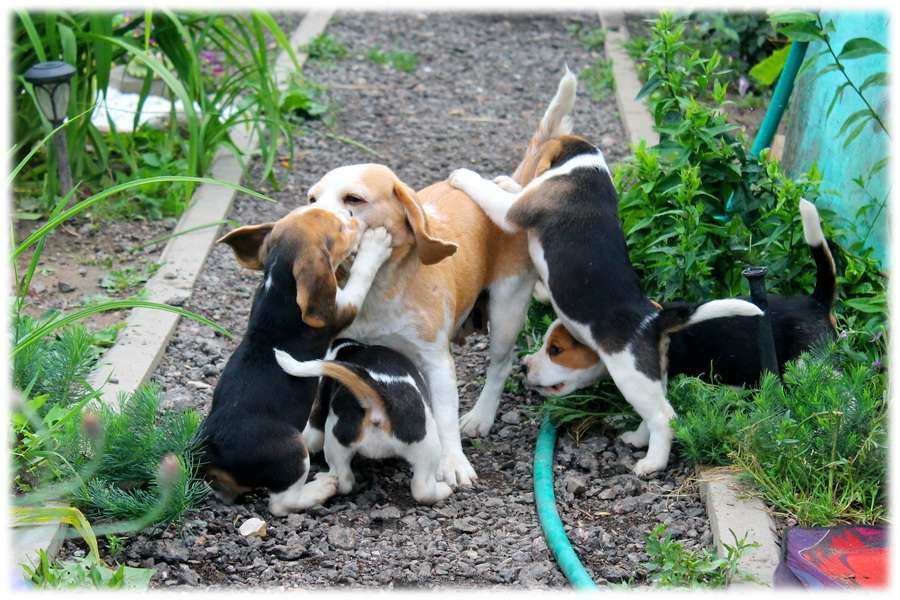 Собаки в Москве: красивые щенки бигля Девочка, 60 000 руб. - фото 3