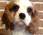 Собаки в других городах Московской области: Щенок кавалер Кинг Чарльз спаниель  Мальчик, 65 000 руб. - фото 2