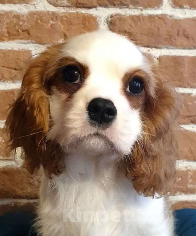 Собаки в других городах Московской области: Щенок кавалер Кинг Чарльз спаниель  Мальчик, 65 000 руб. - фото 2