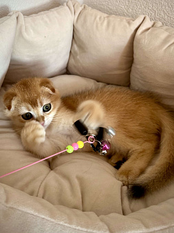 Шотландский вислоухий котёнок