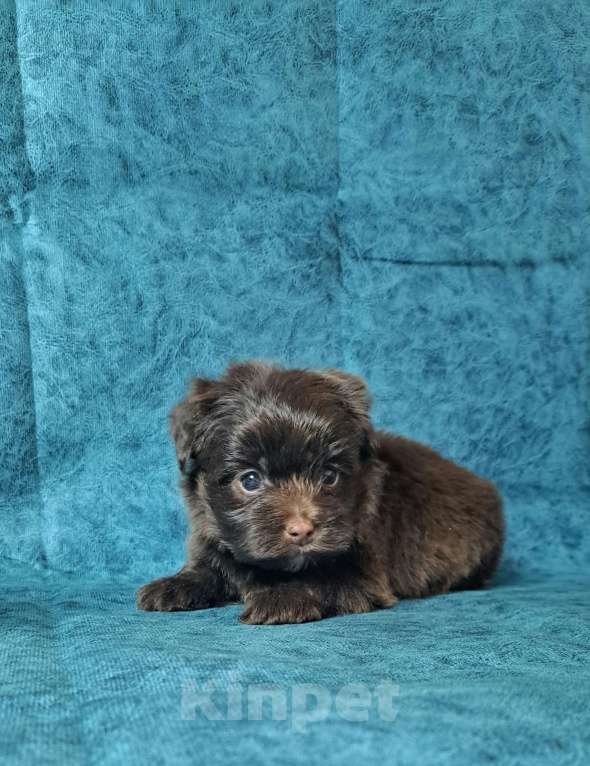 Собаки в Санкт-Петербурге: Шоколадный йорк Мальчик, 80 000 руб. - фото 5