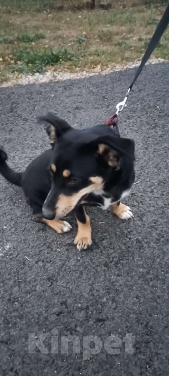 Собаки в Москве: Верный друг в добрые руки Мальчик, Бесплатно - фото 3